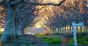 Bambu P1S Combo: Обзор 3D-принтера для быстрой и чистой печати