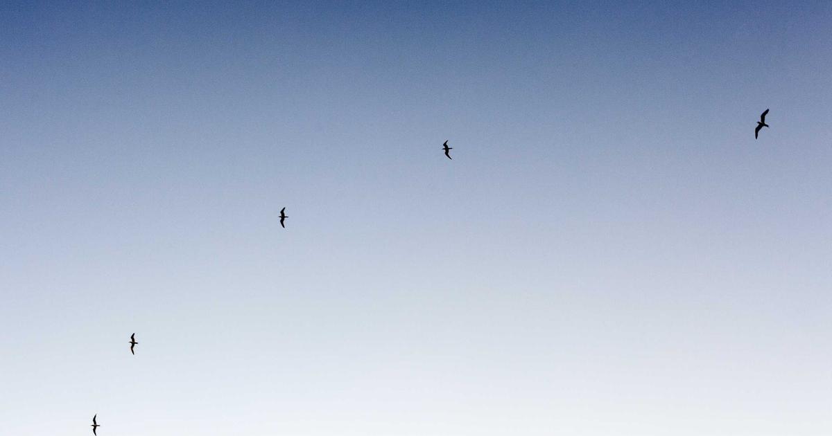 Бен Аффлек и Брукс Нейдер на публичном мероприятии