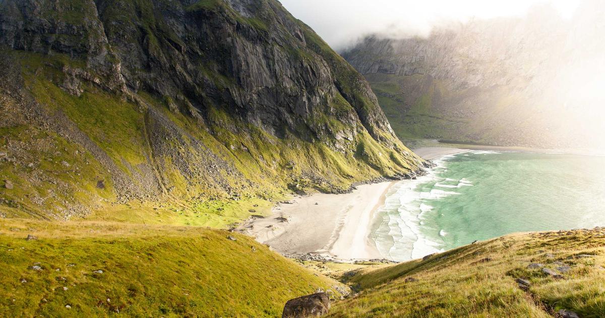 Крупный план тёмно-фиолетовых ягод клубники сорта Чёрная жемчужина на ветке