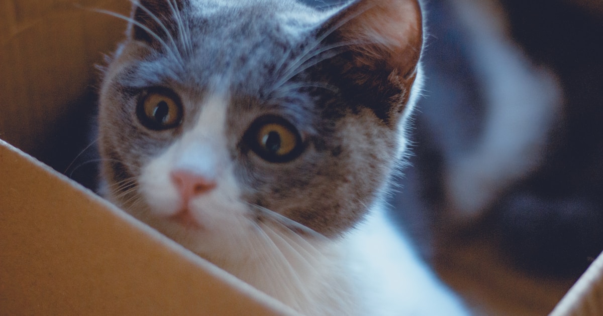 Современный автоматический лоток для кошек с дисплеем и сенсорным управлением